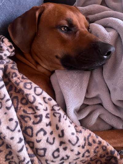 Rhodesian Ridgeback-Beitrag-Bild