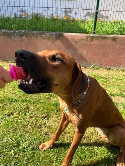 Rhodesian Ridgeback-Beitrag-Bild