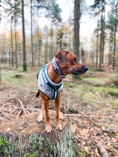 Rhodesian Ridgeback-Beitrag-Bild