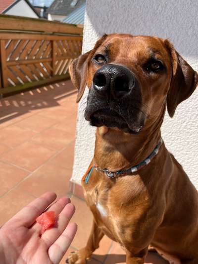 Rhodesian Ridgeback-Beitrag-Bild