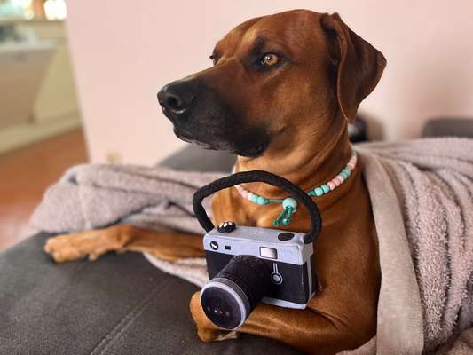 Rhodesian Ridgeback-Beitrag-Bild