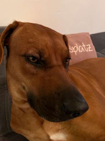 Rhodesian Ridgeback-Beitrag-Bild