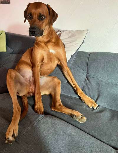 Rhodesian Ridgeback-Beitrag-Bild
