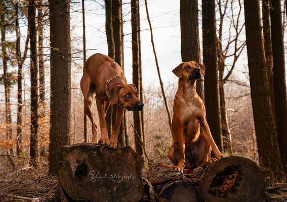 Rhodesian Ridgeback-Beitrag-Bild