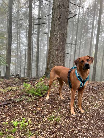 Rhodesian Ridgeback-Beitrag-Bild