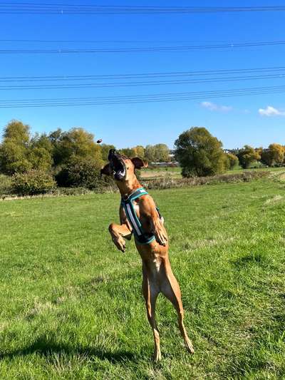 Rhodesian Ridgeback-Beitrag-Bild
