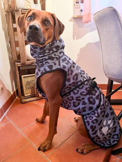 Rhodesian Ridgeback-Beitrag-Bild