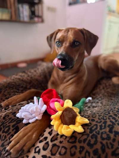 Rhodesian Ridgeback-Beitrag-Bild