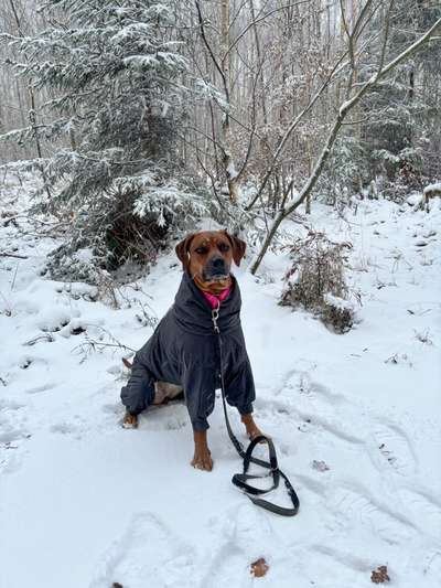 Rhodesian Ridgeback-Beitrag-Bild