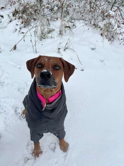 Rhodesian Ridgeback-Beitrag-Bild