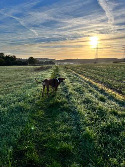 Rhodesian Ridgeback-Beitrag-Bild