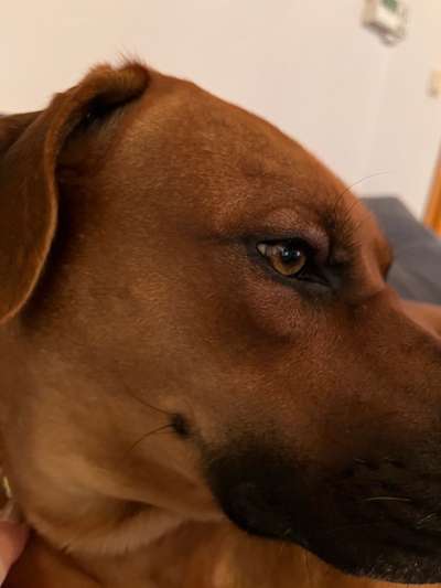 Rhodesian Ridgeback-Beitrag-Bild