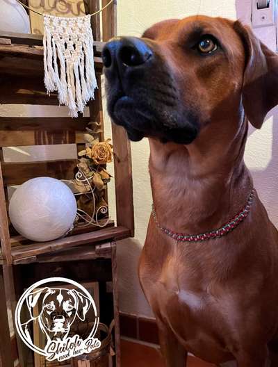 Rhodesian Ridgeback-Beitrag-Bild