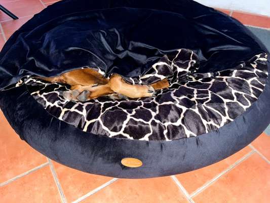 Rhodesian Ridgeback-Beitrag-Bild