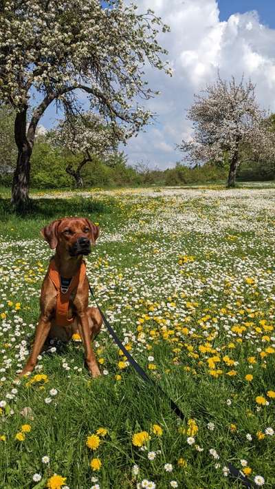 Rhodesian Ridgeback-Beitrag-Bild