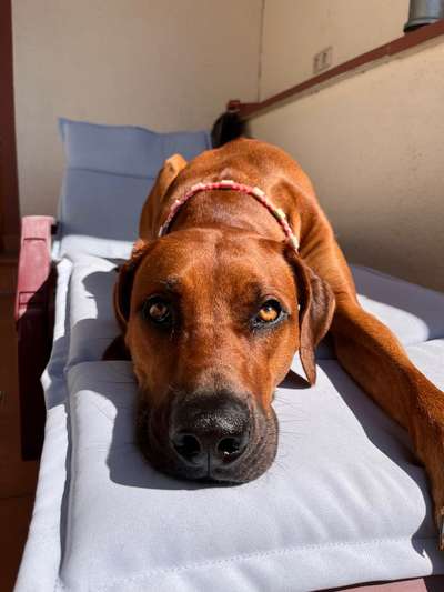Rhodesian Ridgeback-Beitrag-Bild
