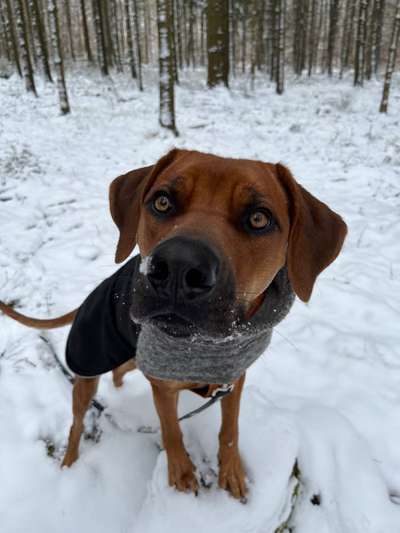Rhodesian Ridgeback-Beitrag-Bild