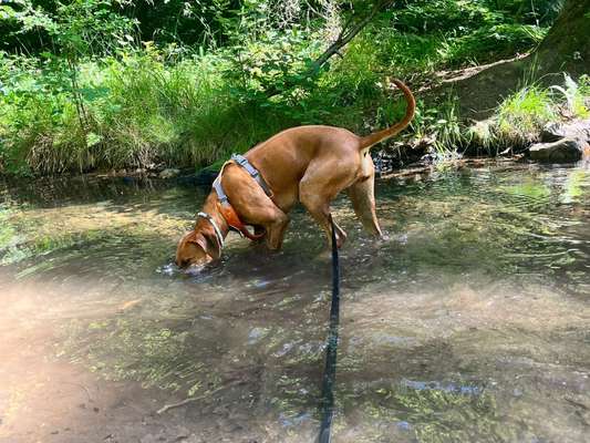Rhodesian Ridgeback-Beitrag-Bild