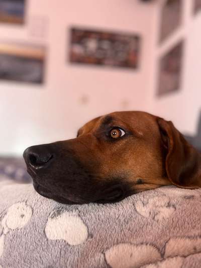 Rhodesian Ridgeback-Beitrag-Bild