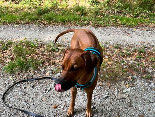 Rhodesian Ridgeback-Beitrag-Bild