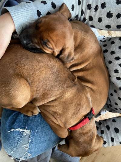 Rhodesian Ridgeback-Beitrag-Bild