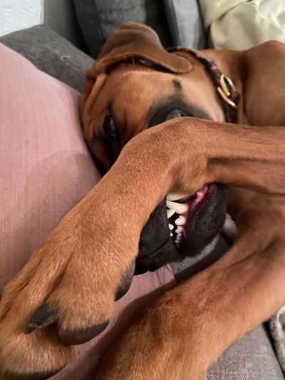 Rhodesian Ridgeback-Beitrag-Bild