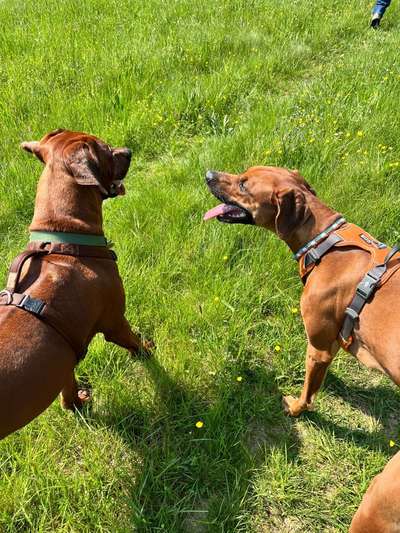Rhodesian Ridgeback-Beitrag-Bild