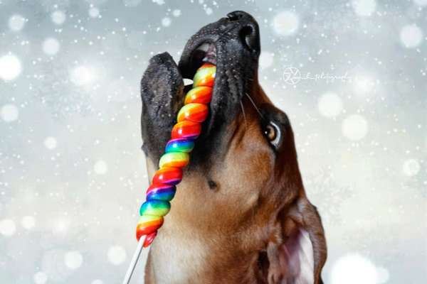 Rhodesian Ridgeback-Beitrag-Bild