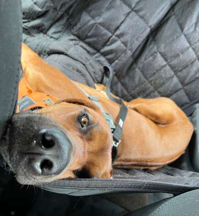 Rhodesian Ridgeback-Beitrag-Bild