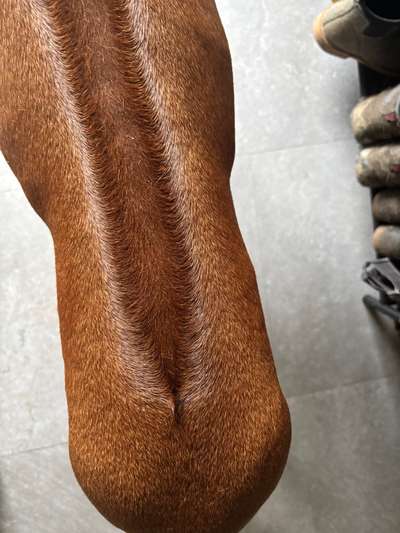 Rhodesian Ridgeback-Beitrag-Bild