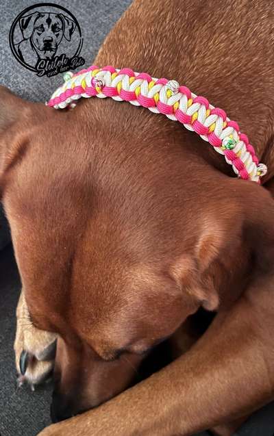 Rhodesian Ridgeback-Beitrag-Bild