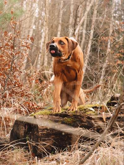 Rhodesian Ridgeback-Beitrag-Bild