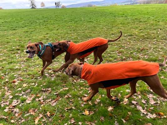 Rhodesian Ridgeback-Beitrag-Bild
