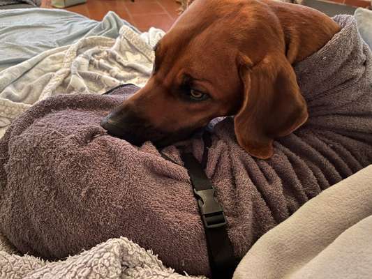 Rhodesian Ridgeback-Beitrag-Bild