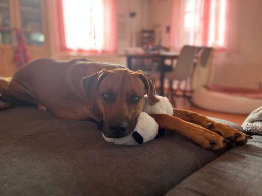 Rhodesian Ridgeback-Beitrag-Bild