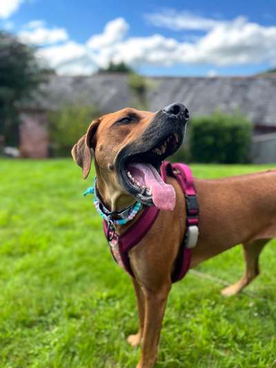 Rhodesian Ridgeback-Beitrag-Bild