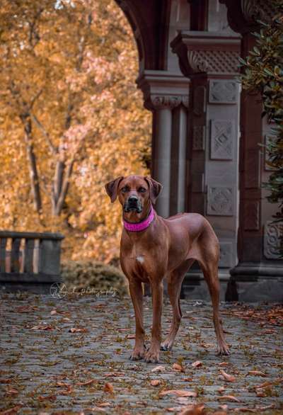 Rhodesian Ridgeback-Beitrag-Bild