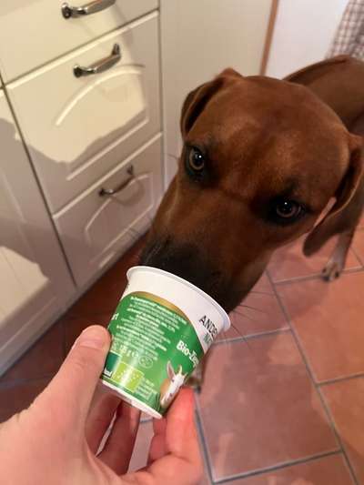 Rhodesian Ridgeback-Beitrag-Bild