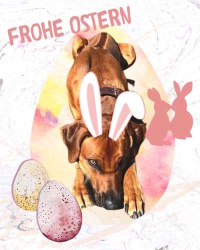 Rhodesian Ridgeback-Beitrag-Bild