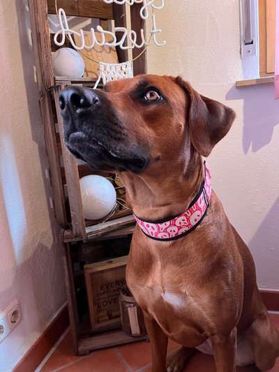 Rhodesian Ridgeback-Beitrag-Bild