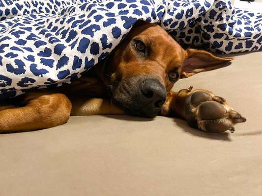 Rhodesian Ridgeback-Beitrag-Bild