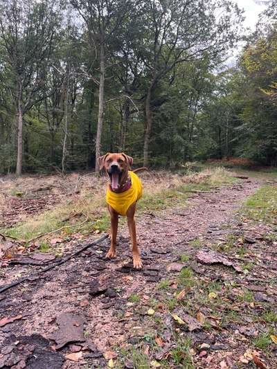 Rhodesian Ridgeback-Beitrag-Bild