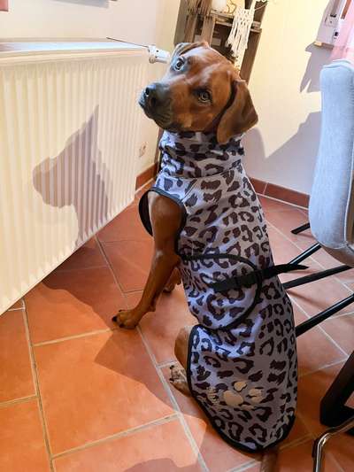 Rhodesian Ridgeback-Beitrag-Bild