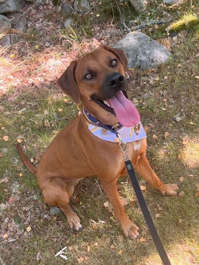 Rhodesian Ridgeback-Beitrag-Bild