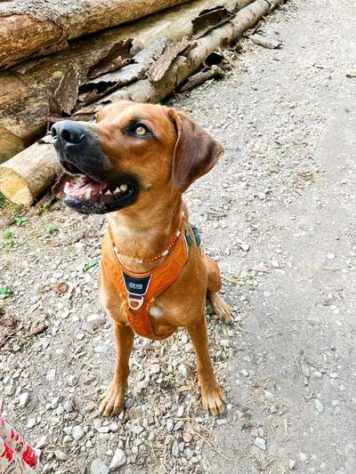 Rhodesian Ridgeback-Beitrag-Bild