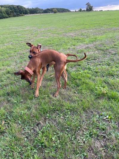 Rhodesian Ridgeback-Beitrag-Bild