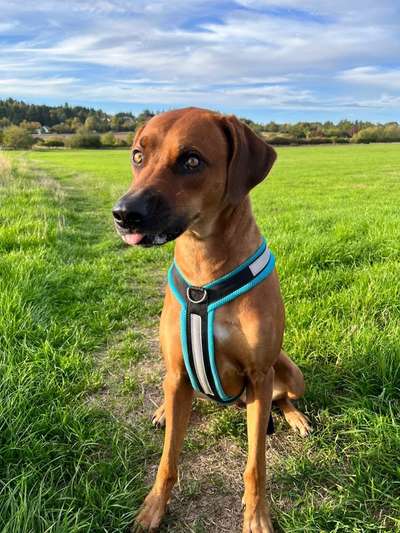 Rhodesian Ridgeback-Beitrag-Bild