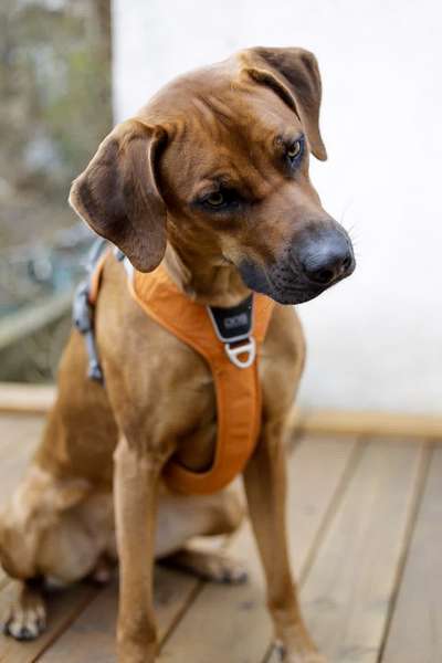 Rhodesian Ridgeback-Beitrag-Bild