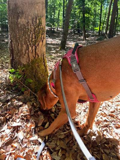 Rhodesian Ridgeback-Beitrag-Bild