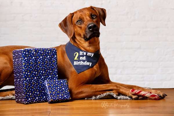 Rhodesian Ridgeback-Beitrag-Bild